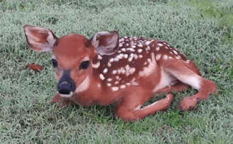 <strong><em>Walt Disney World</em></strong>® Golf Celebrates The Birth of a Fawn on Disney's Magnolia Golf Course as we Recognize National Wildlife Day