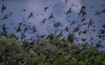 <strong><em>Walt Disney World</em></strong>® Golf is Proud to Welcome Back Purple Martins for their 2024 Nesting Season!